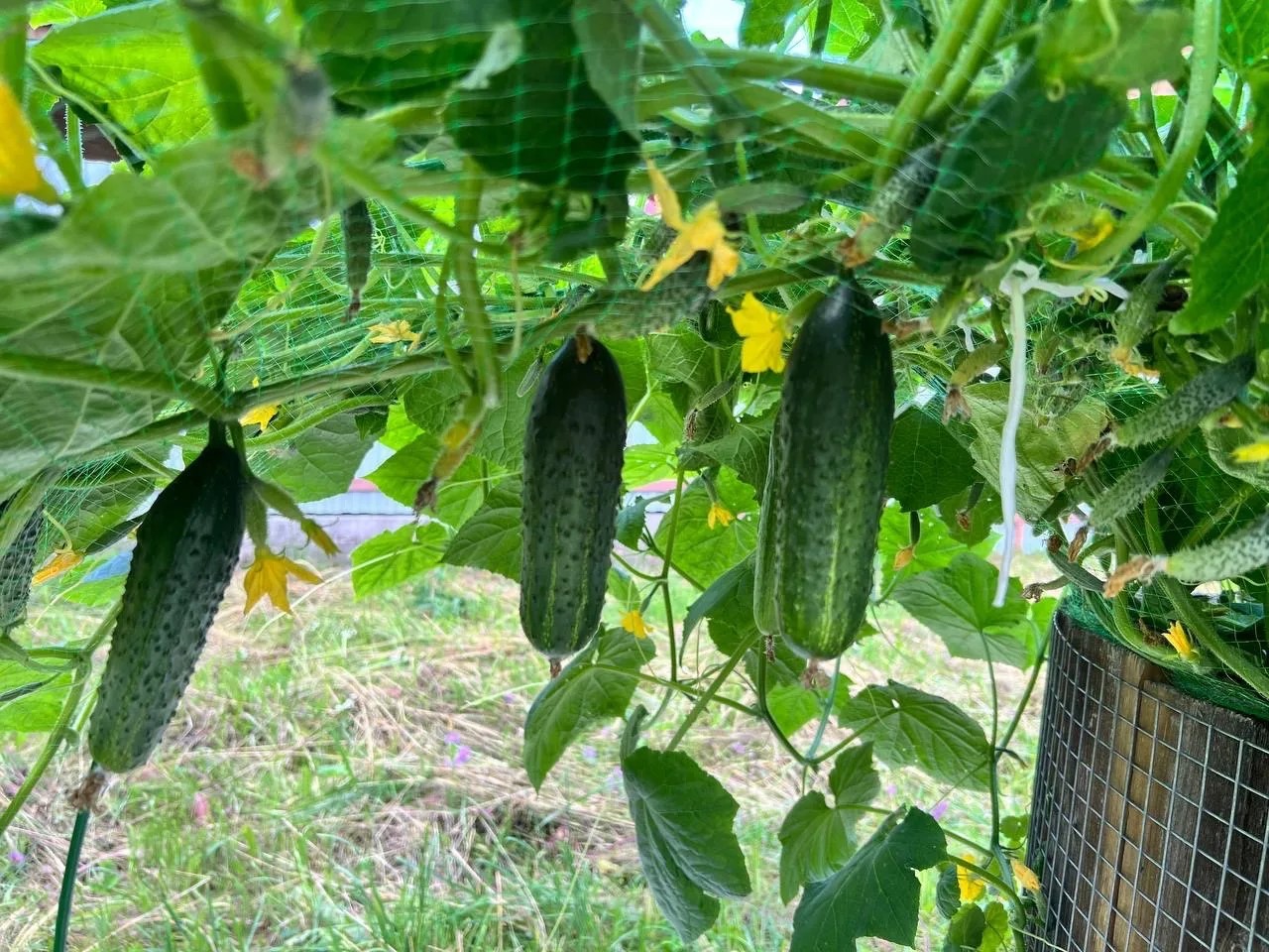 Почему на дачах не бывает скучно